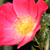 Roz - Trandafiri miniatur - pitici - Bay™